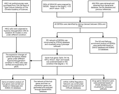 Analysis of the potential ferroptosis mechanism and multitemporal expression change of central ferroptosis-related genes in cardiac ischemia–reperfusion injury